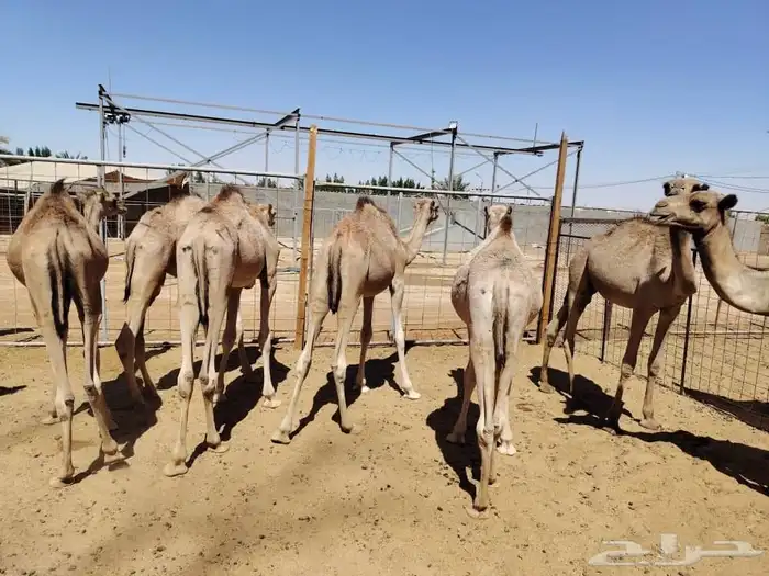 للتجار واصحاب الملاحم وهواة التربية متوفر قعدان تبيض الوجه 2