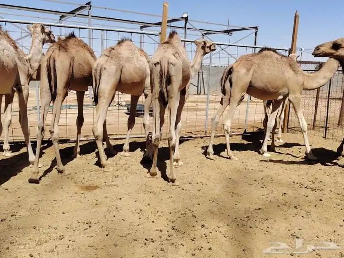 للتجار واصحاب الملاحم وهواة التربية متوفر قعدان تبيض الوجه 0