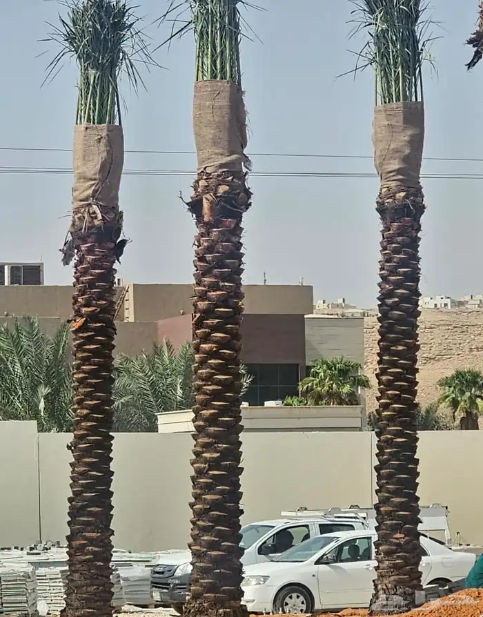 توريد نخيل عربي 4