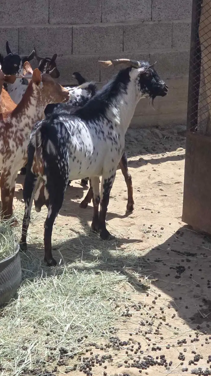 تيوس فحول محايلية 1
