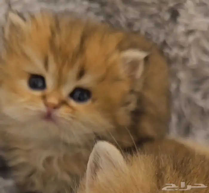 كتنز سكوتش لونق هير و شورت هير للبيع 3