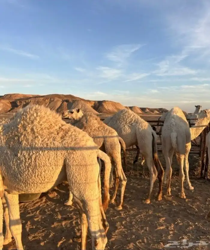 ملحمة اركان الغذاء 6