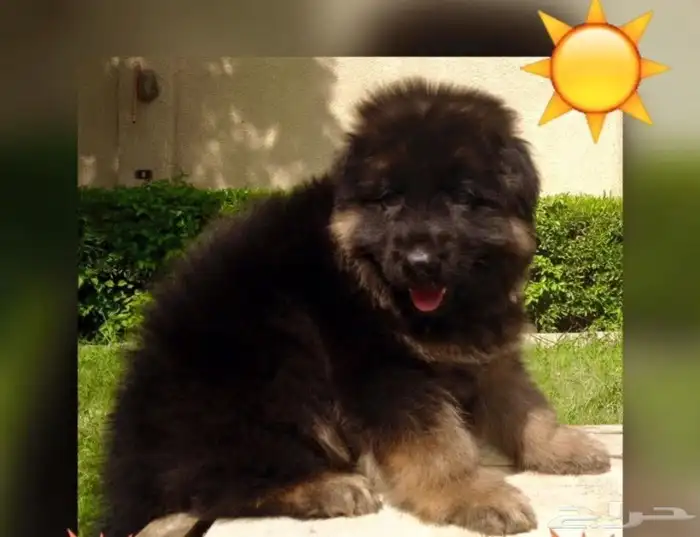 جيرمن شيبرد مستوى عالمى 3