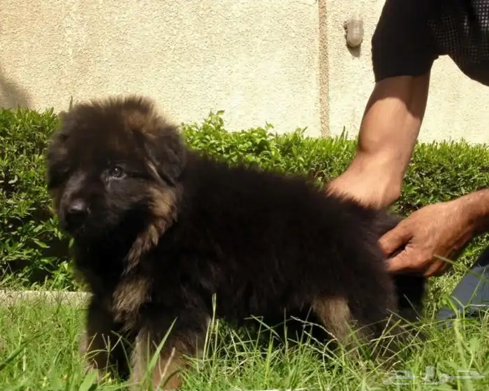 جيرمن شيبرد مستوى عالمى 1