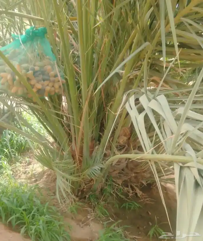 يوجد لدينا فسائل صكعي مجدولي والصناف اثانيه 2