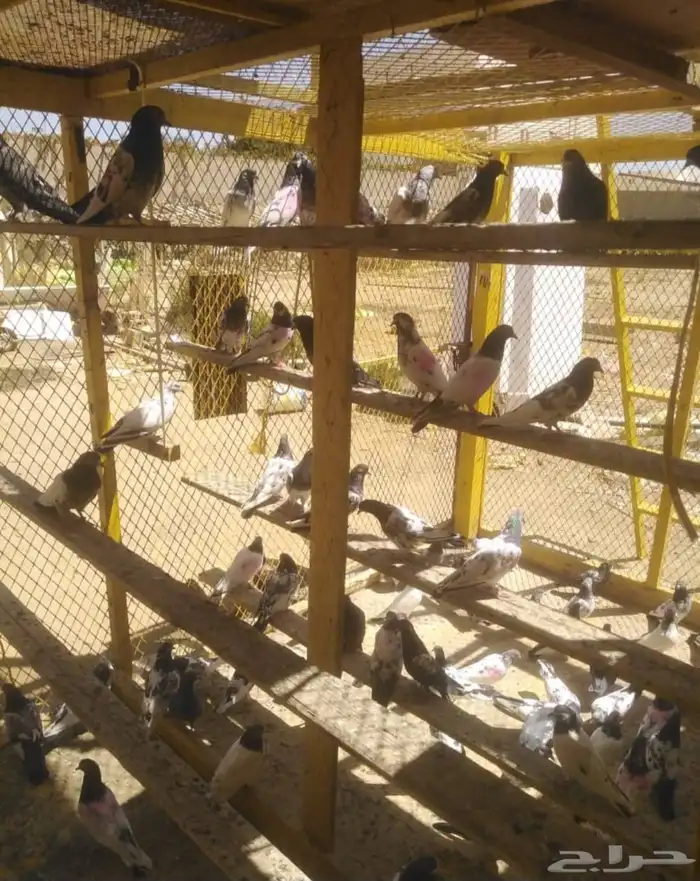 Pakistani pigeon for sale 2