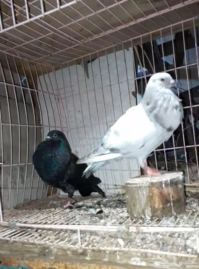 زوج نفاخ اسباني 0