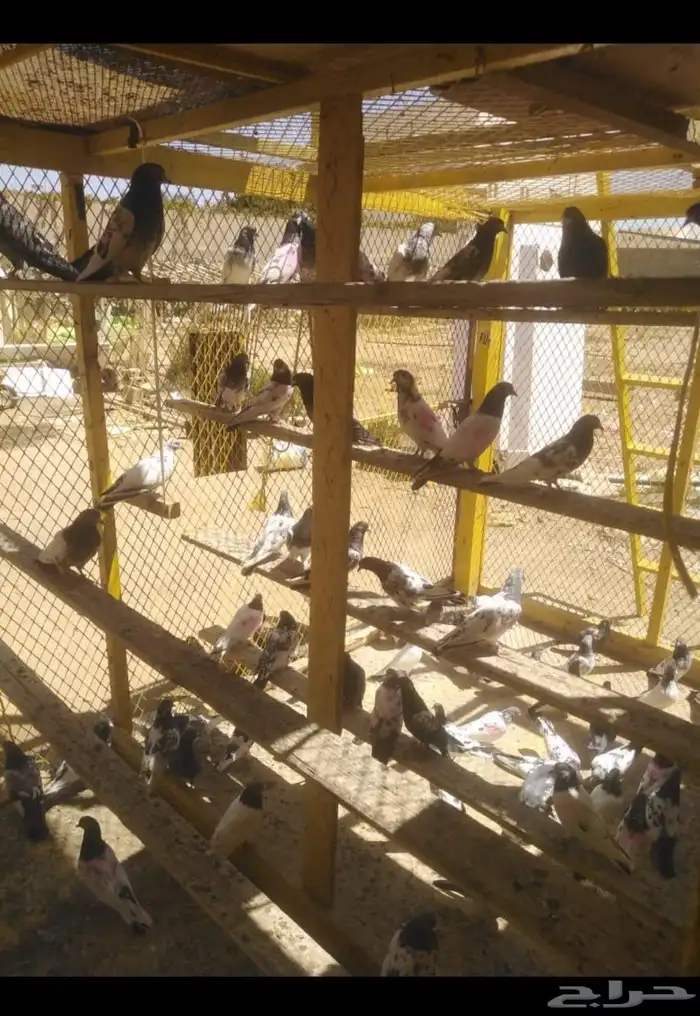 Pakistani pigeon for sale 0