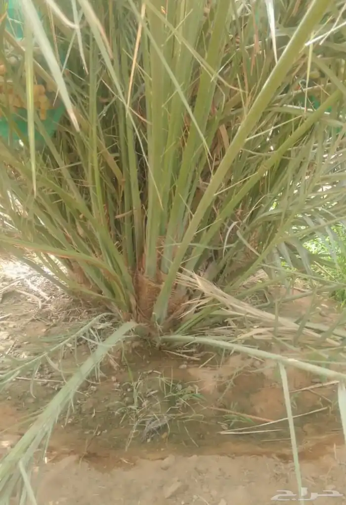 يوجد لدينا فسائل صكعي مجدولي والصناف اثانيه 1