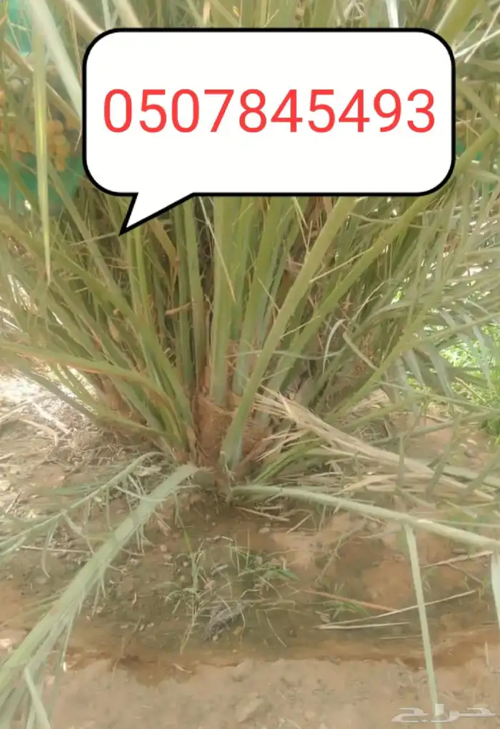 يوجد لدينا فسائل صكعي مجدولي والصناف اثانيه 0