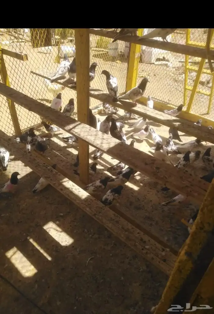 Pakistani pigeon for sale 1