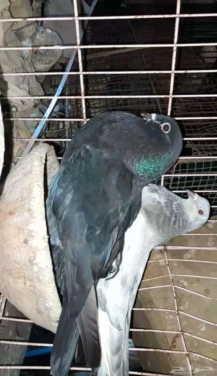 زوج نفاخ اسباني 4