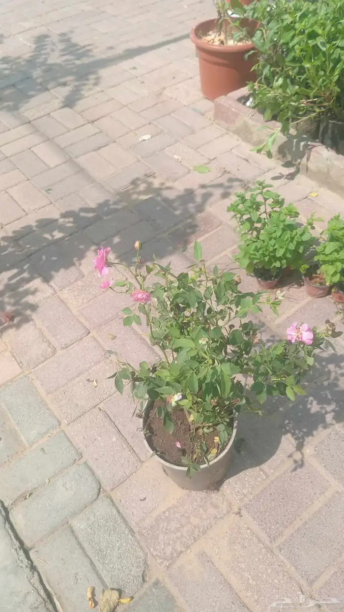 مشتل البستان تنسيق الحدايق وشبكات الرى 1