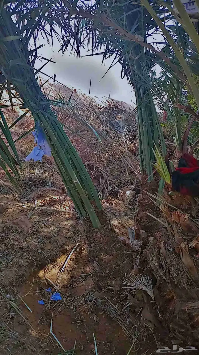 يوجد لدينا جميع انواع النخيل الى جميع أنحاء المملكة نقايل فل 3