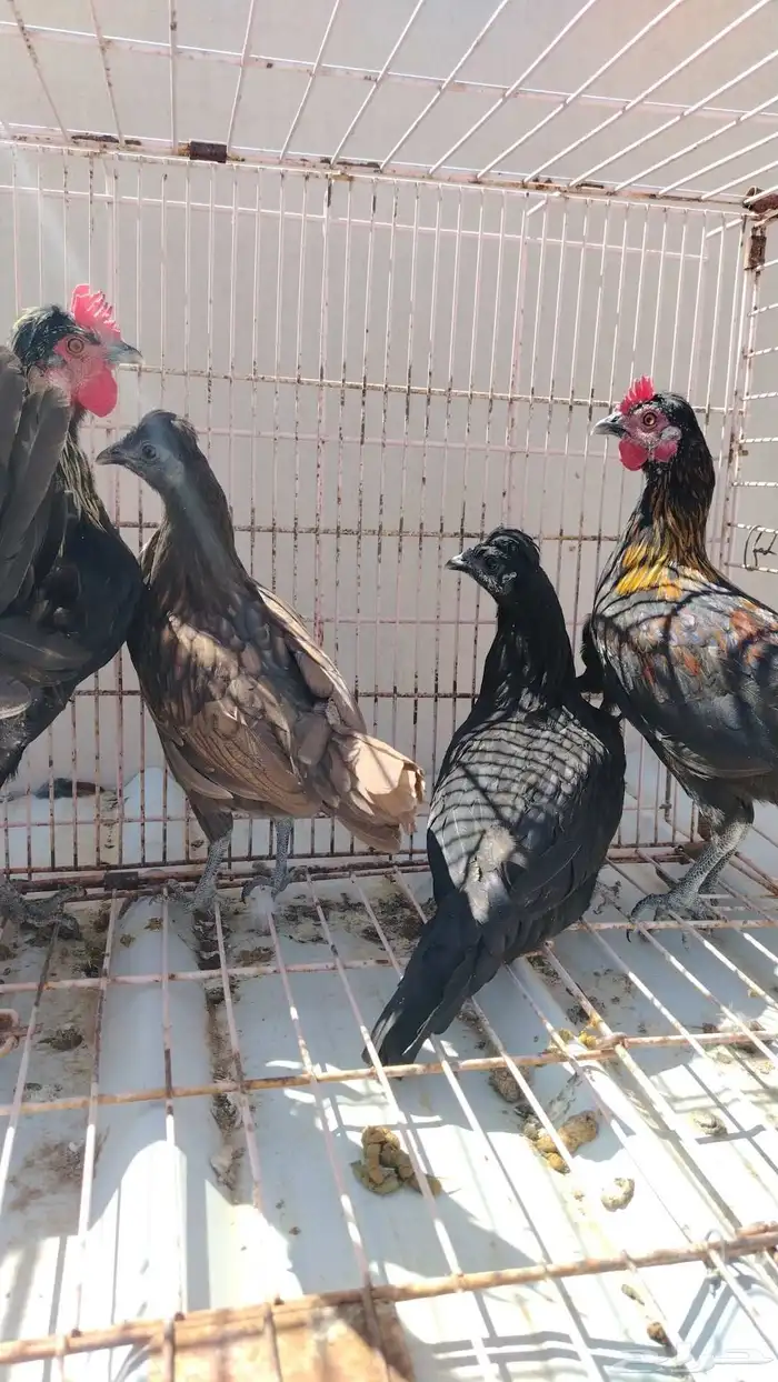 دجاج كويتي 1