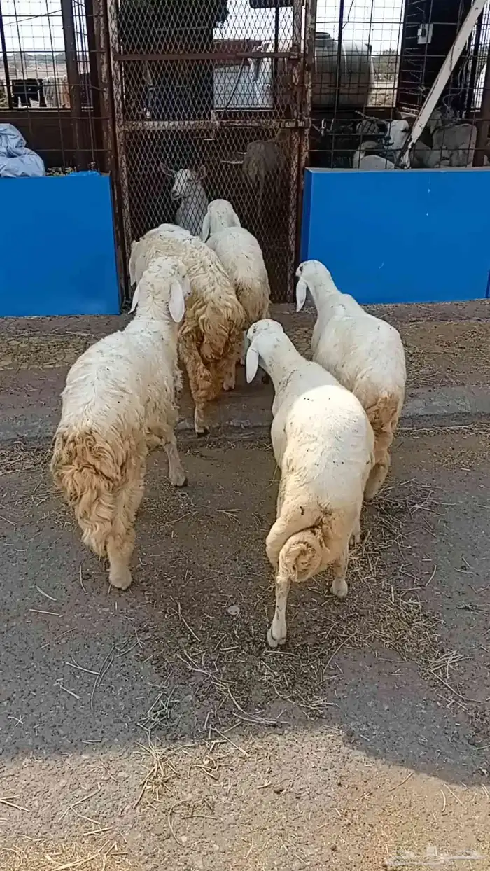 خمسه خرفان نض 1