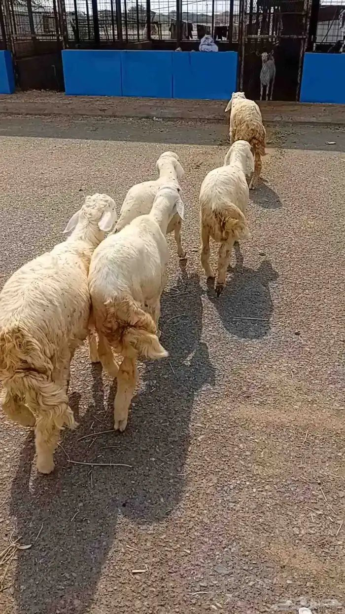 خمسه خرفان نض 2