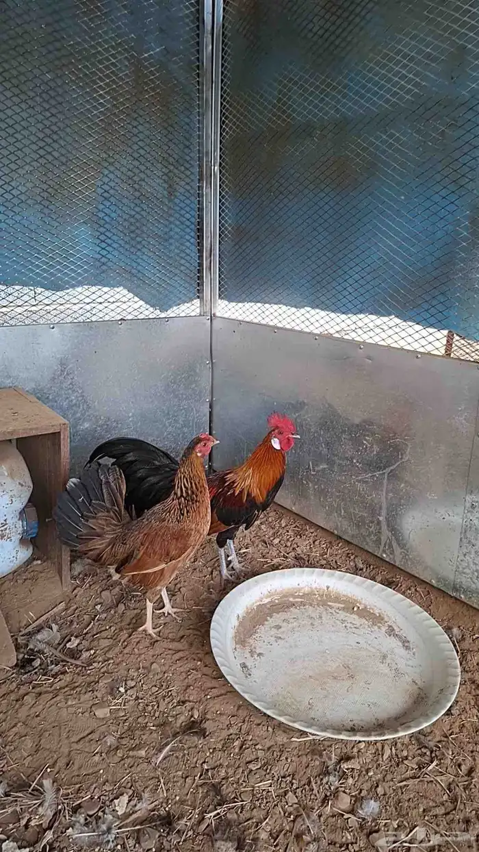 ديك فينكس اصل تم البيع تم البببيع 1