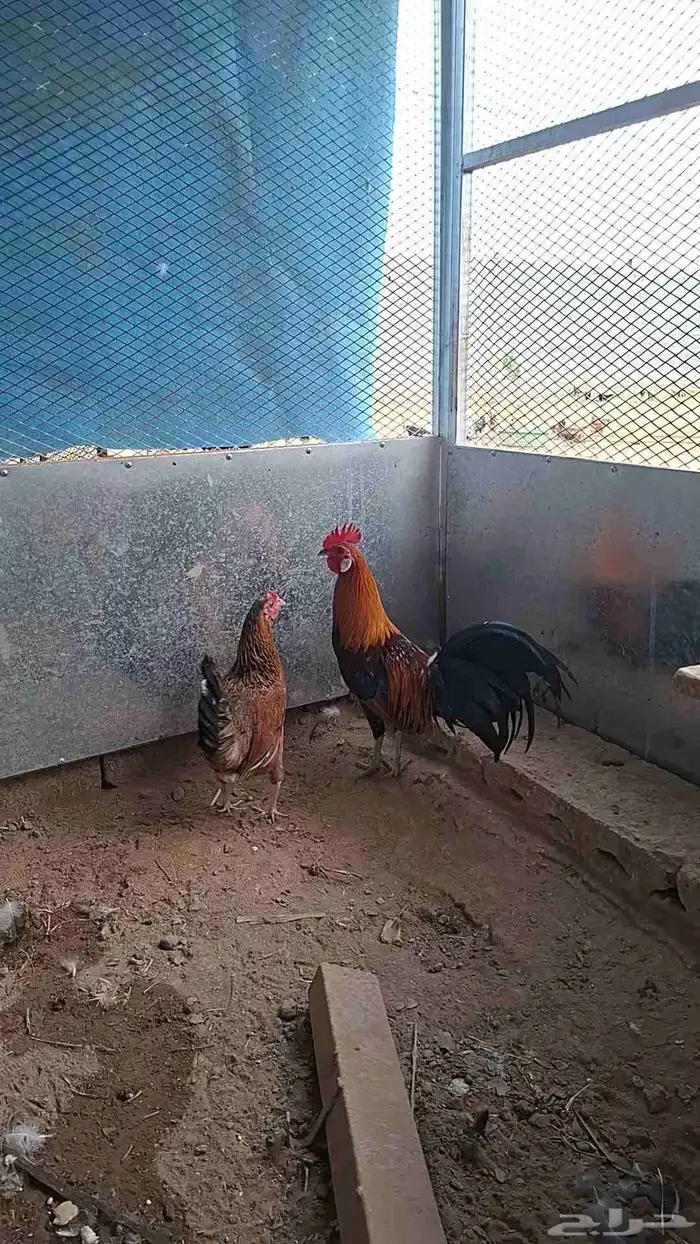 ديك فينكس اصل تم البيع تم البببيع 3