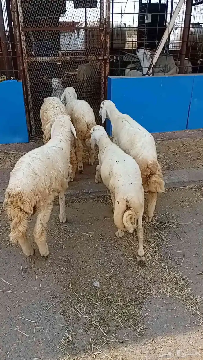 خمسه خرفان نض 0