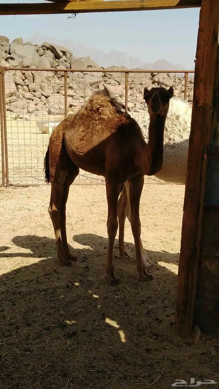 سلام عليكم ورحمة الله وبركاته 4