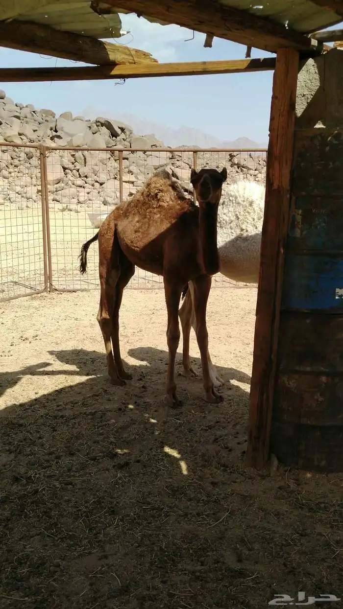 سلام عليكم ورحمة الله وبركاته 8