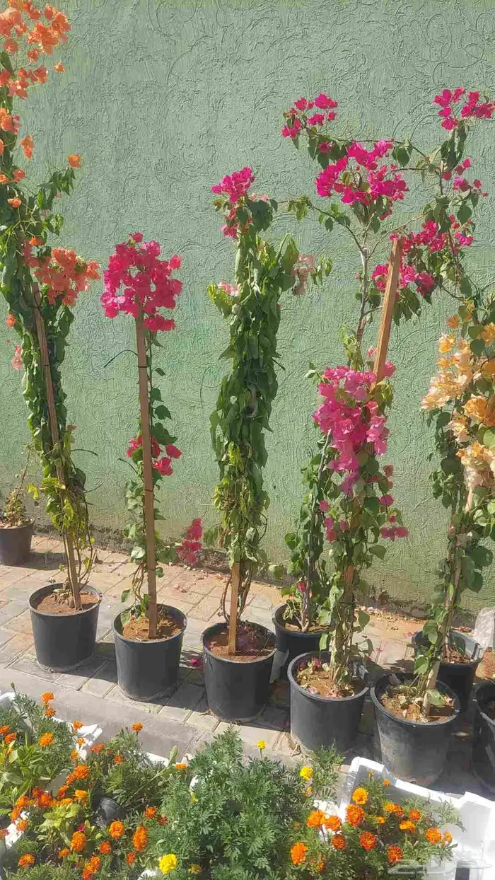 اشجار جهنميه مزهره ممتازه جدآ توصيل جميع المناطق 6