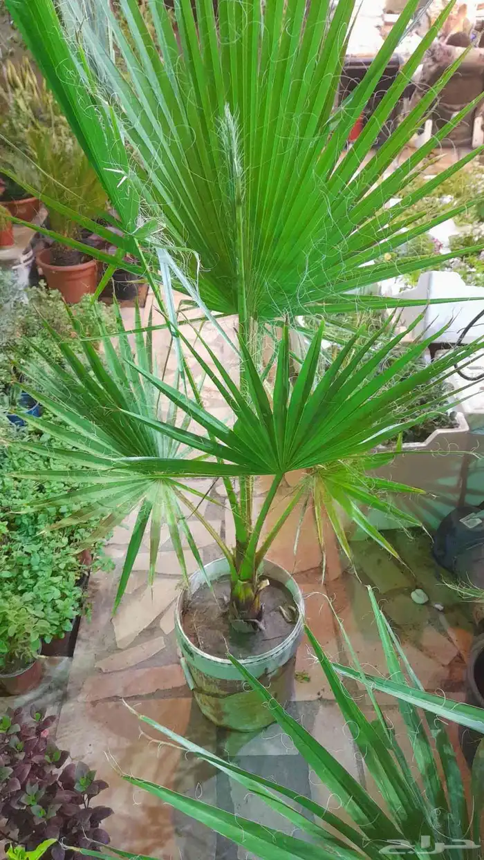 منسق حديق وتركيب جميع شبكات الري العادي والاتمتك 0