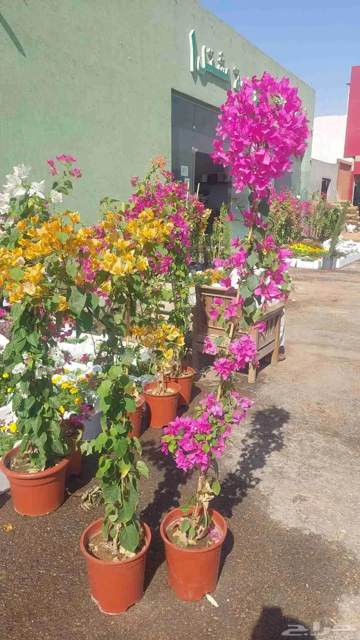 اشجار جهنميه مزهره ممتازه جدآ توصيل جميع المناطق 4