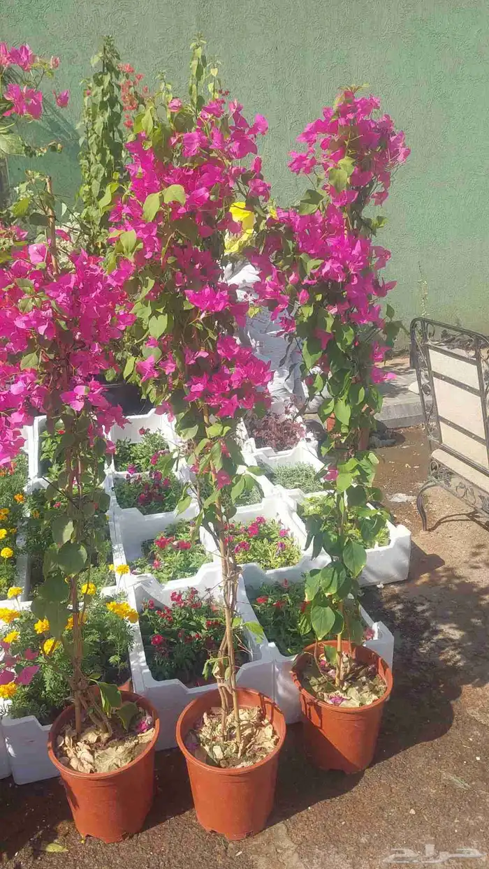 اشجار جهنميه مزهره ممتازه جدآ توصيل جميع المناطق 2