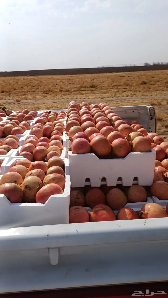 رمان متوفر 0