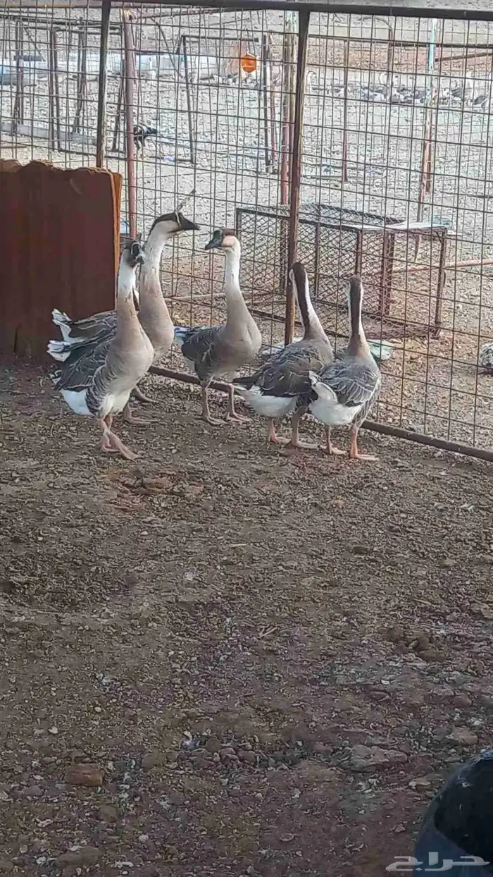 وز عراقي كوبرا 0