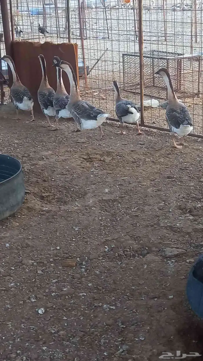 وز عراقي كوبرا 2