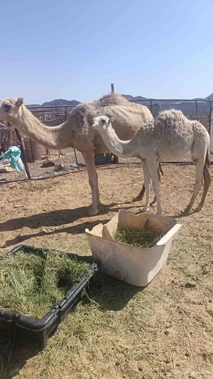 ضريبه شقحا 0