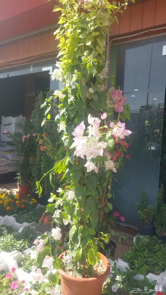 اشجار جهنميه مزهره ممتازه جدآ توصيل جميع المناطق 8