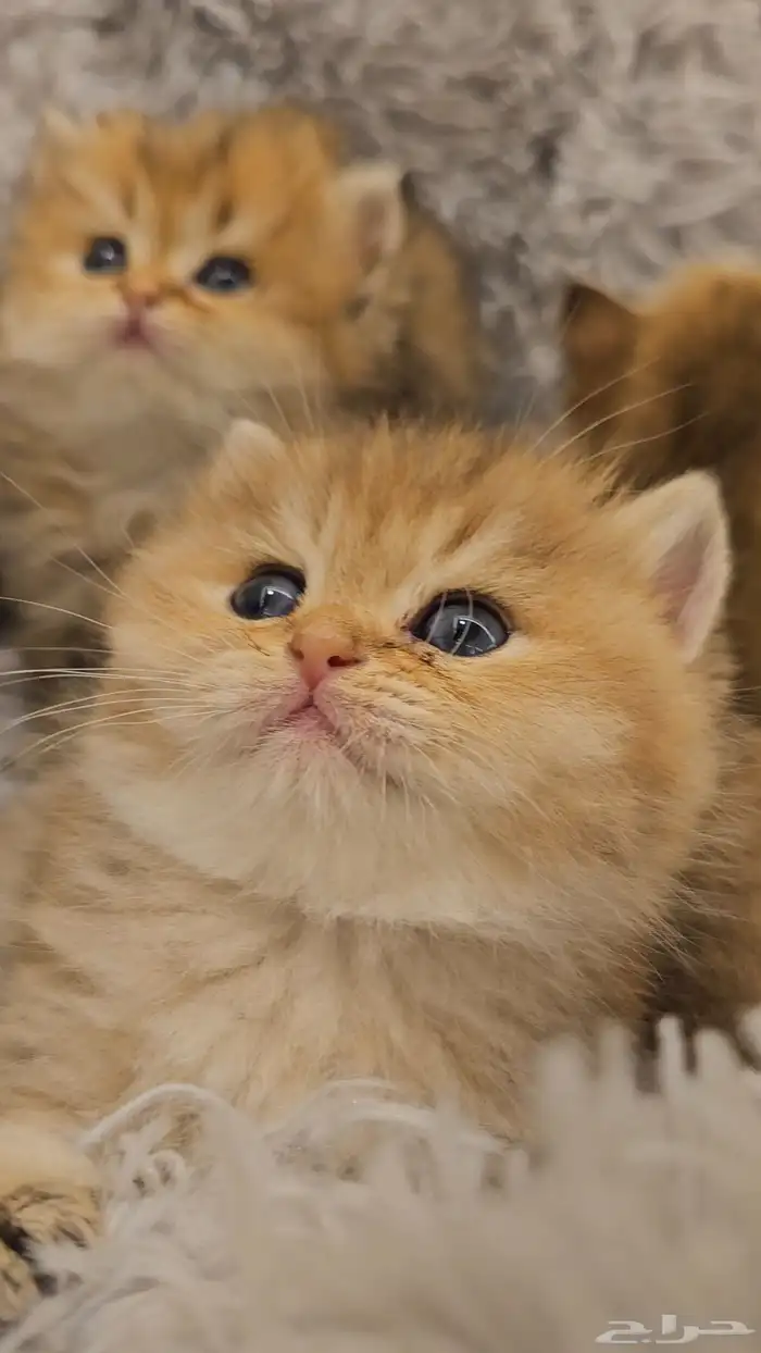 كتنز سكوتش لونق هير و شورت هير للبيع 4