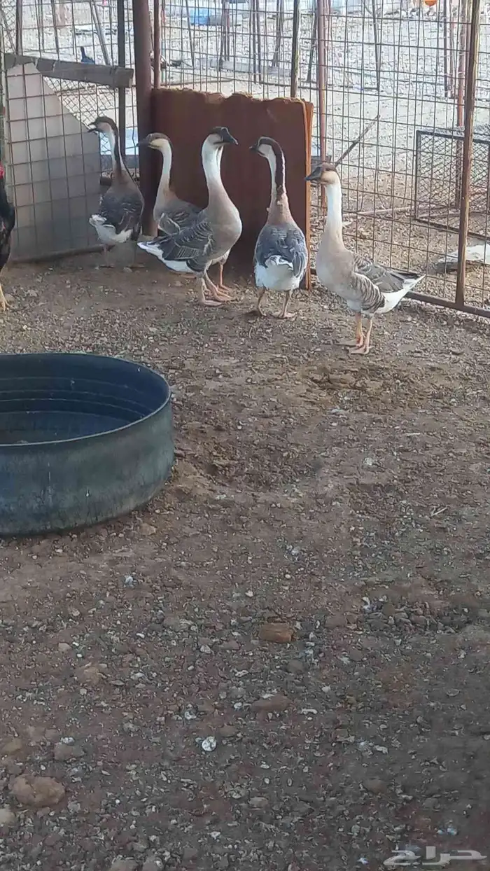 وز عراقي كوبرا 1