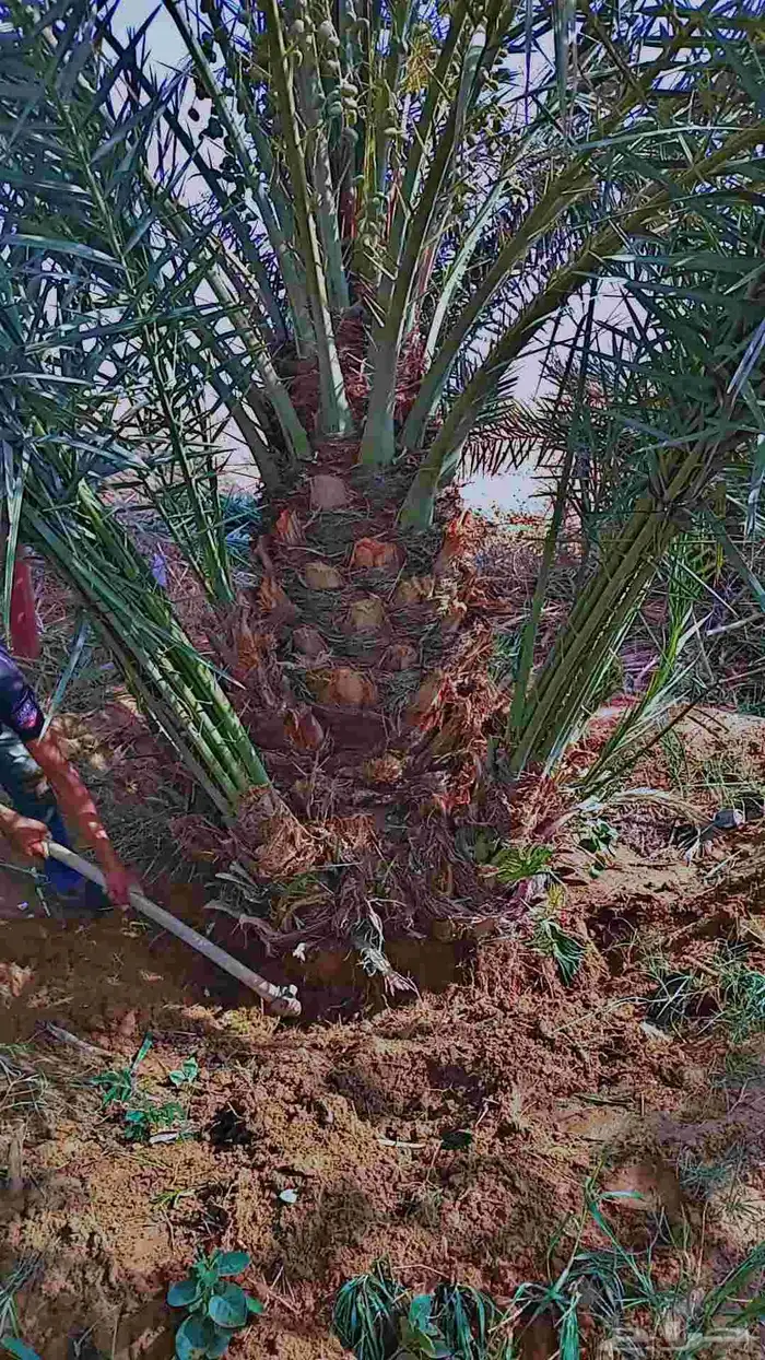 يوجد لدينا جميع انواع النخيل الى جميع أنحاء المملكة نقايل فل 9