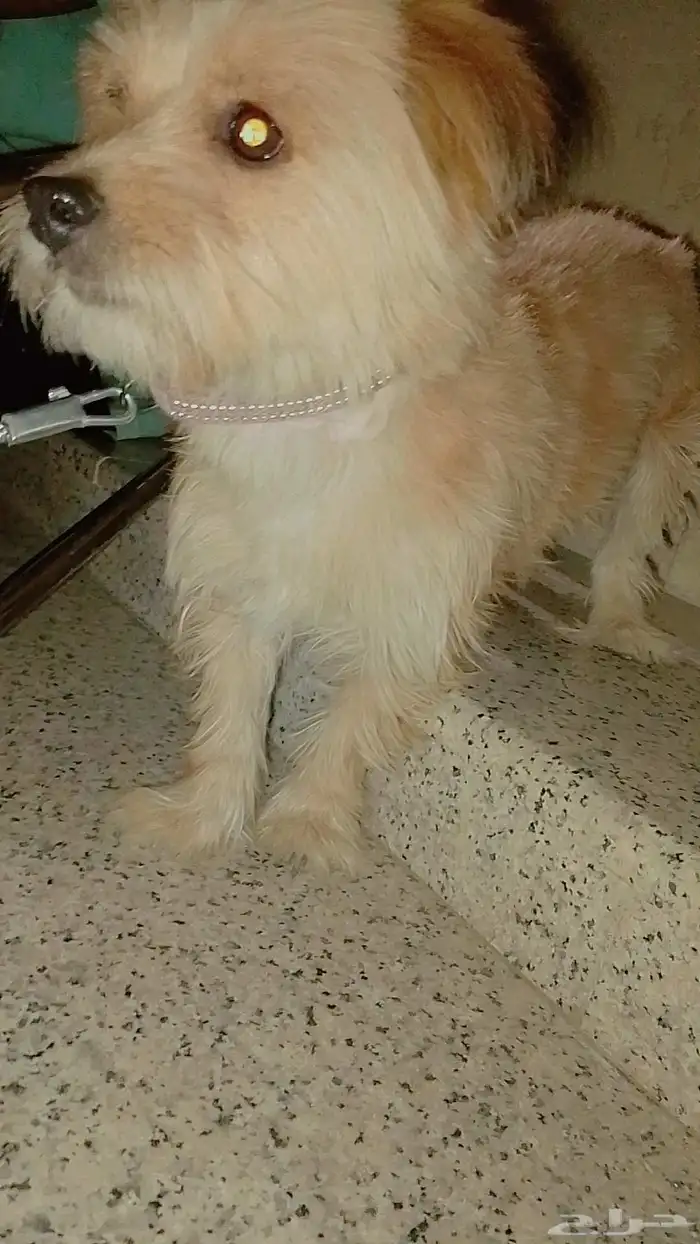 كلب مالتيز  كلب شيواوا 1