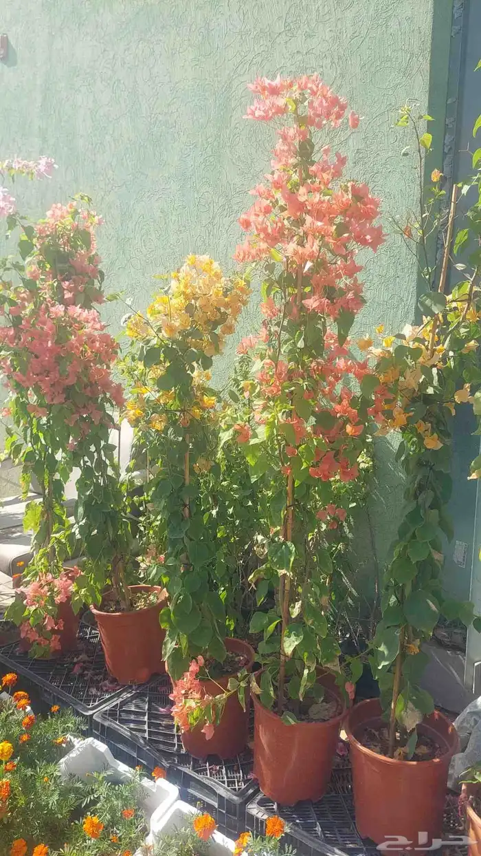 اشجار جهنميه مزهره ممتازه جدآ توصيل جميع المناطق 3