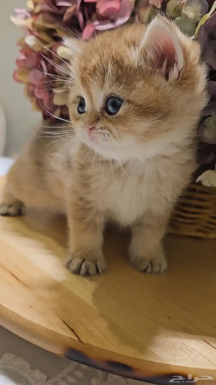 كتنز سكوتش لونق هير و شورت هير للبيع 0