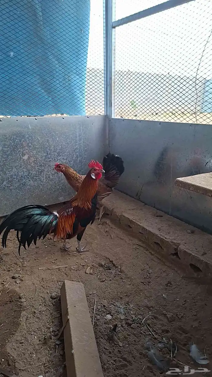 ديك فينكس اصل تم البيع تم البببيع 2