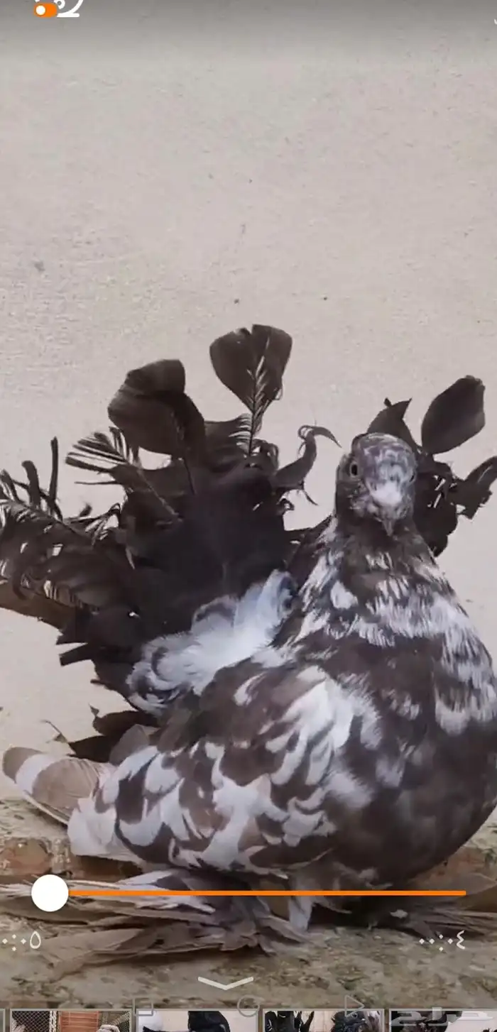 شماسي امريكي أنثى 0