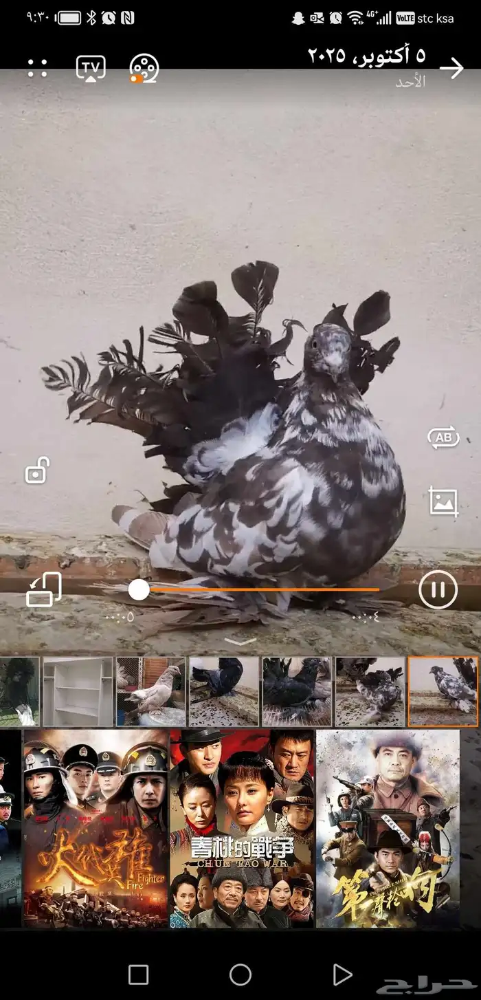 شماسي امريكي أنثى 2