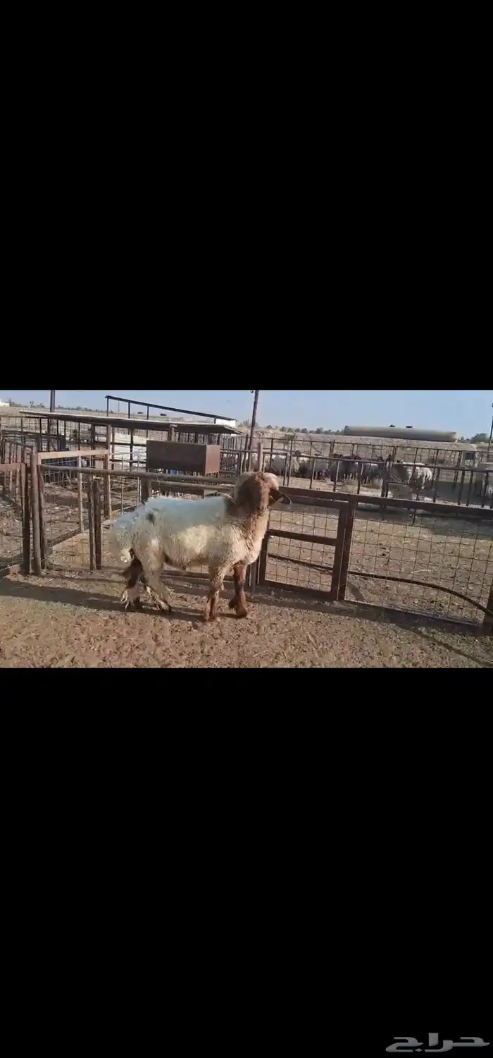 للبيع فحل نعيمي طيب رباع 0