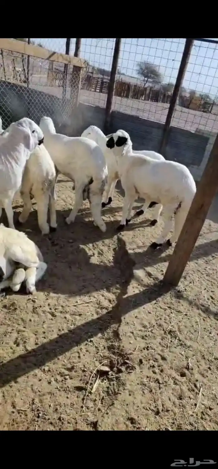 سواكن شبيه الحري 3