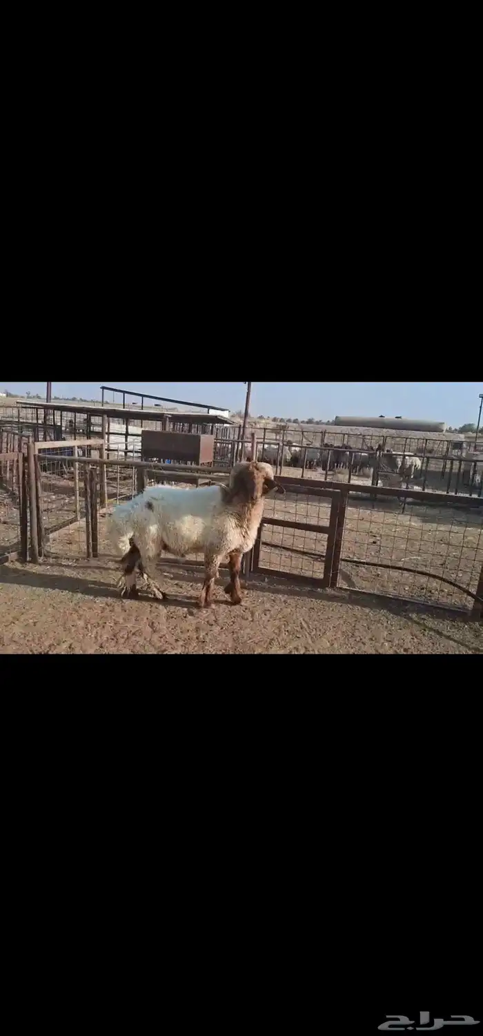 للبيع فحل نعيمي طيب رباع 3