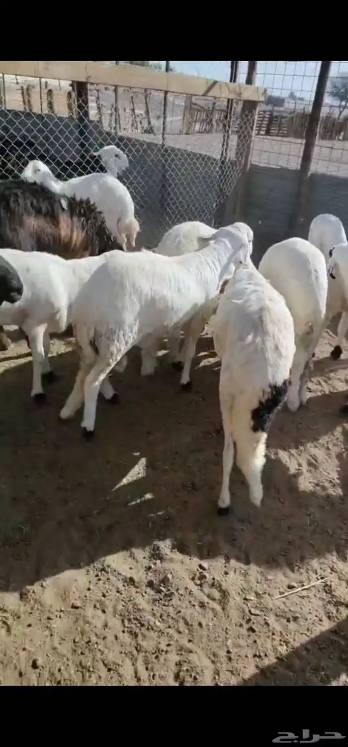 سواكن شبيه الحري 2