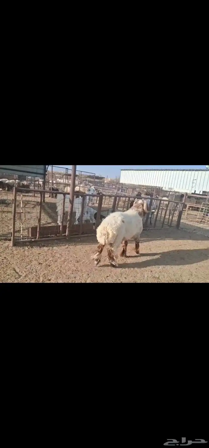 للبيع فحل نعيمي طيب رباع 5