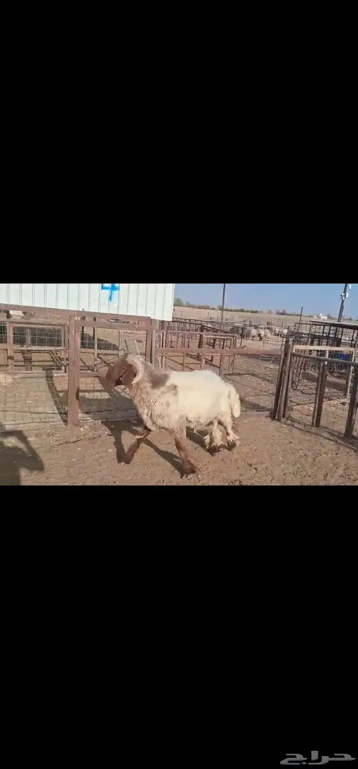 للبيع فحل نعيمي طيب رباع 4